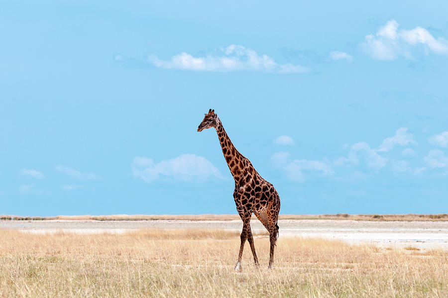 Male Giraffe In Etosha Photograph by Peter Vruggink