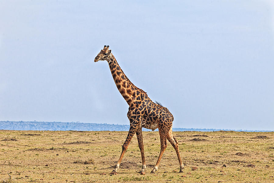 Male Giraffe Making an Entrance Photograph by Perla Copernik