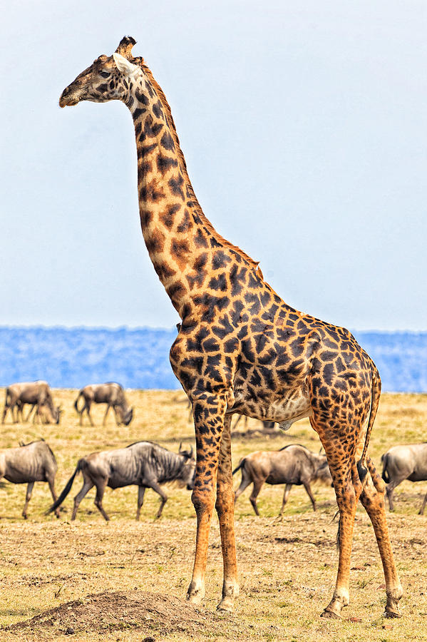Male Giraffe Posing  Photograph by Perla Copernik