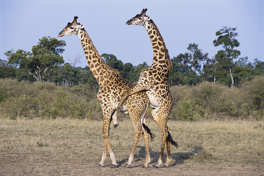 Male Giraffes Photograph by Mary Beth Angelo
