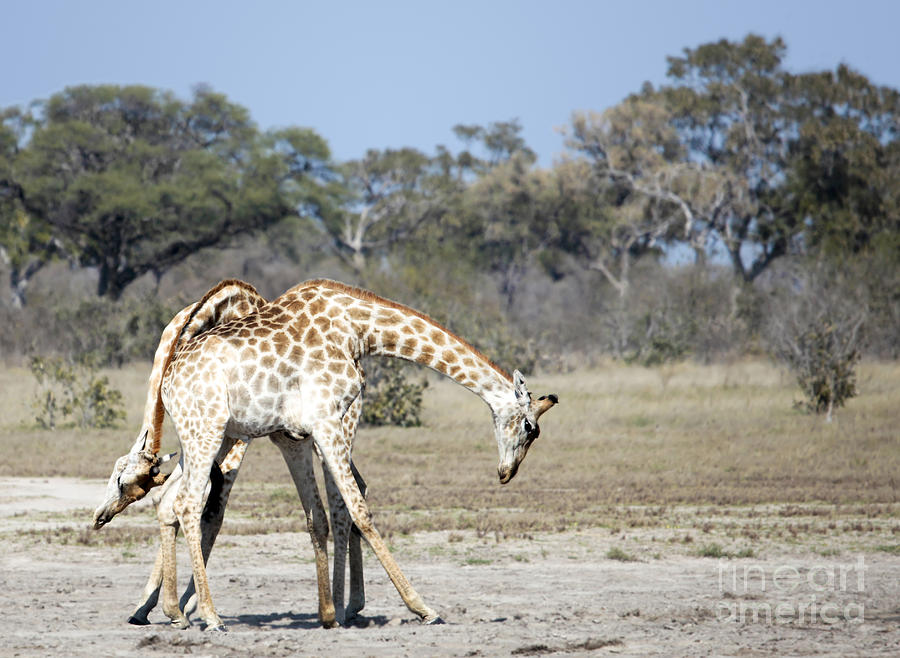 Male Giraffes necking Photograph by Liz Leyden