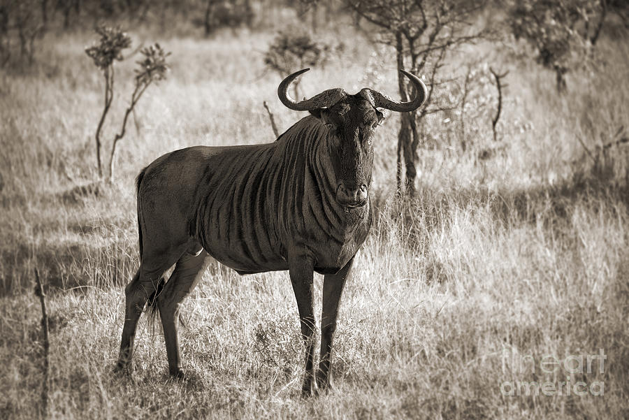 Male gnu, Kruger Park, South Africa Photograph by Delphimages Photo Creations