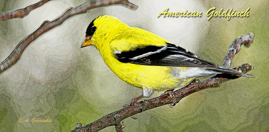 Male Goldfinch Digital Illustration Photograph by A Macarthur Gurmankin