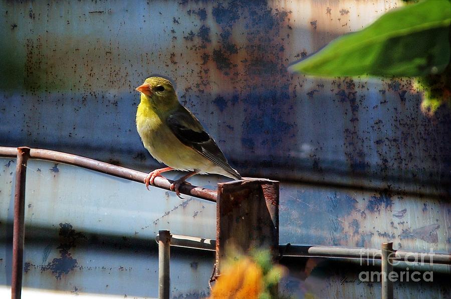 Bird Photograph - Male Goldfinch by Yumi Johnson