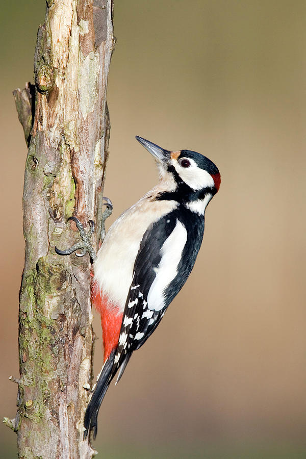 Male Great Spotted Woodpecker Photograph By John Devriesscience Photo Library Fine Art America 