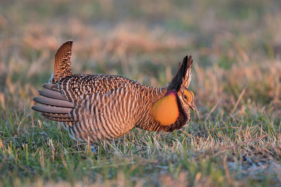 Male Greater Prairie-chicken Photograph by Animal Images