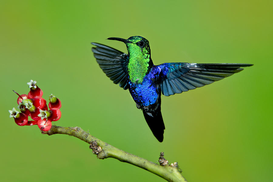 Hummingbird Photograph - Male Green-crowned Woodnymph by Anthony Mercieca
