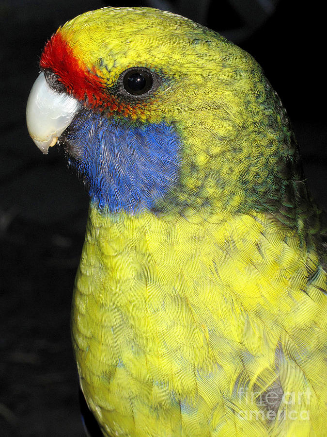 Male Green Rosella Parrot Photograph by Peter Skinner