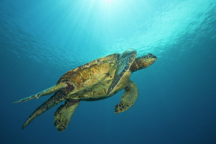 Male Green Sea Turtles  Chelonia Mydas Photograph by Dave Fleetham
