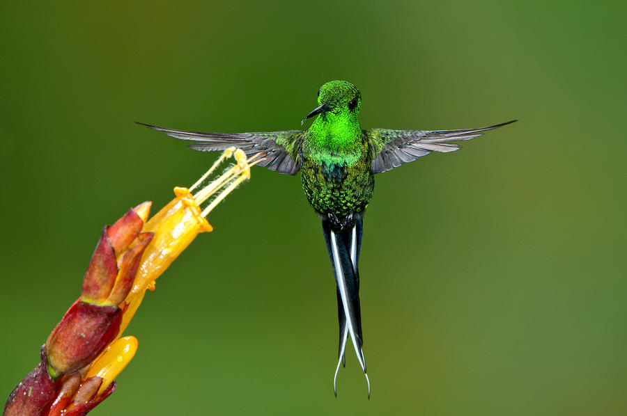 Hummingbird Photograph - Male Green Thorntail by Anthony Mercieca