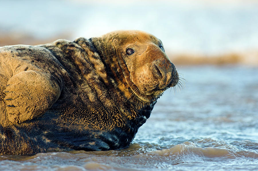 male grey seal        
        <figure class=