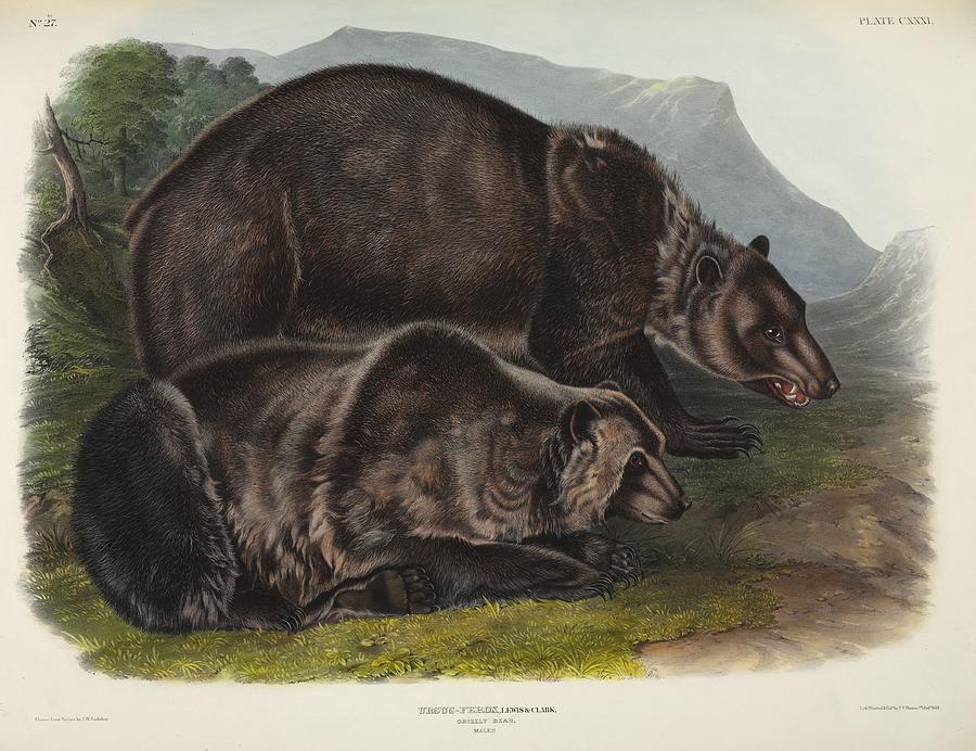 Male grizzly bears, 19th century artwork Photograph by Science Photo ...