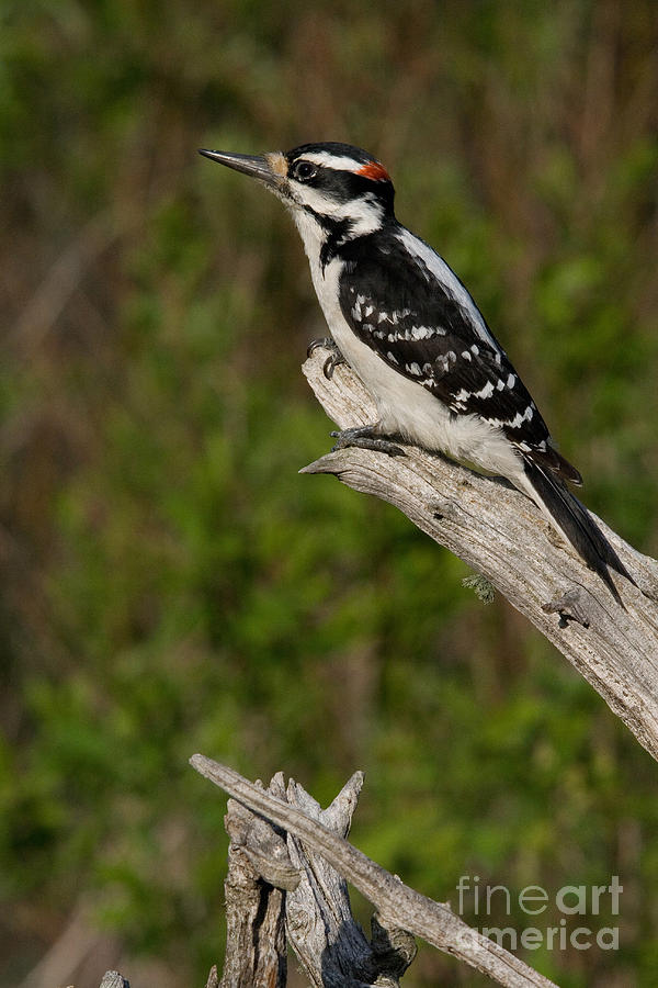 Male Hairy Woodpecker Photograph by Linda Freshwaters Arndt