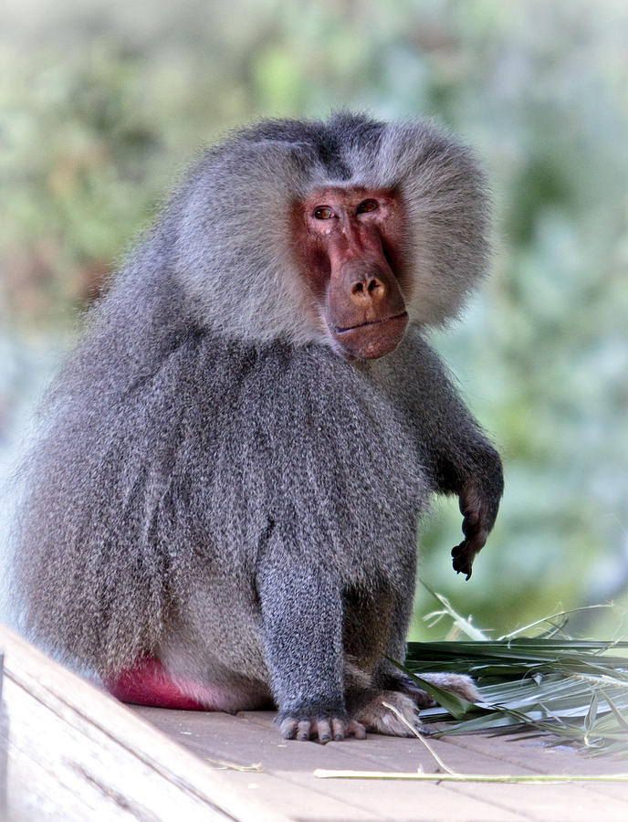 Wildlife Photograph - Male Hamadryas Baboon by Her Arts Desire