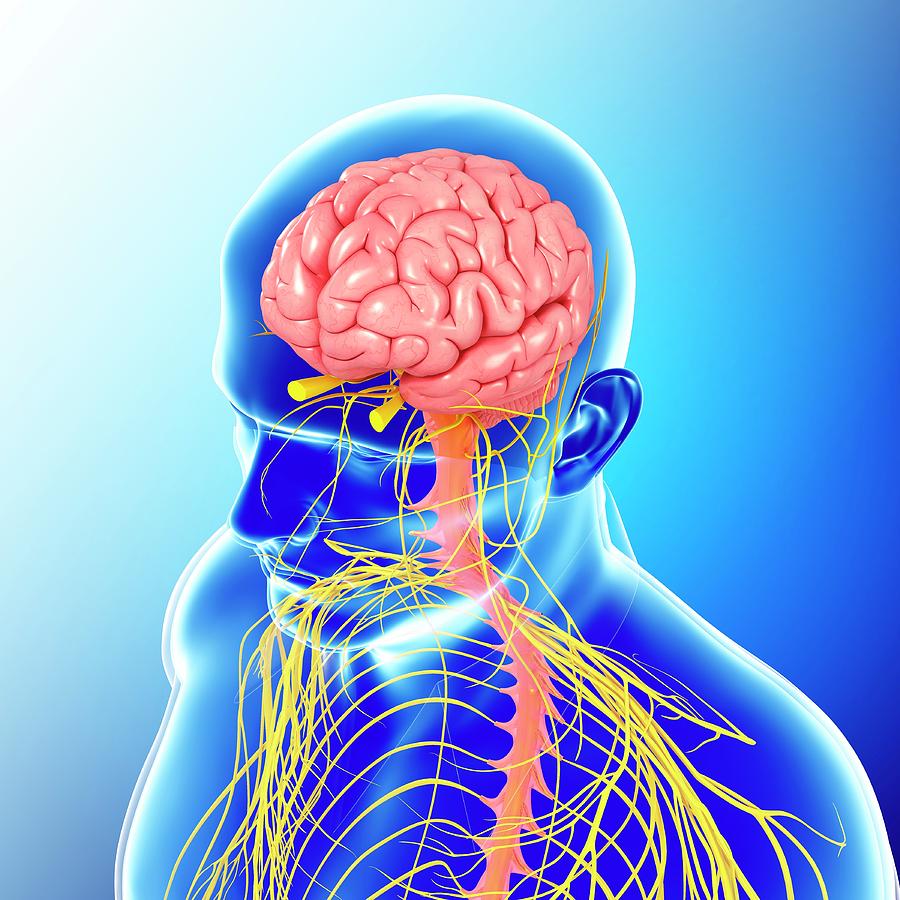 Male Head And Chest Nervous System Photograph by Pixologicstudio ...