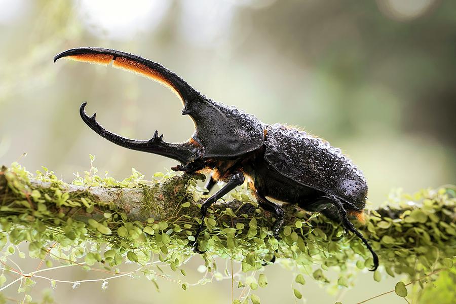 Male Hercules Beetle Photograph by Nicolas Reusens