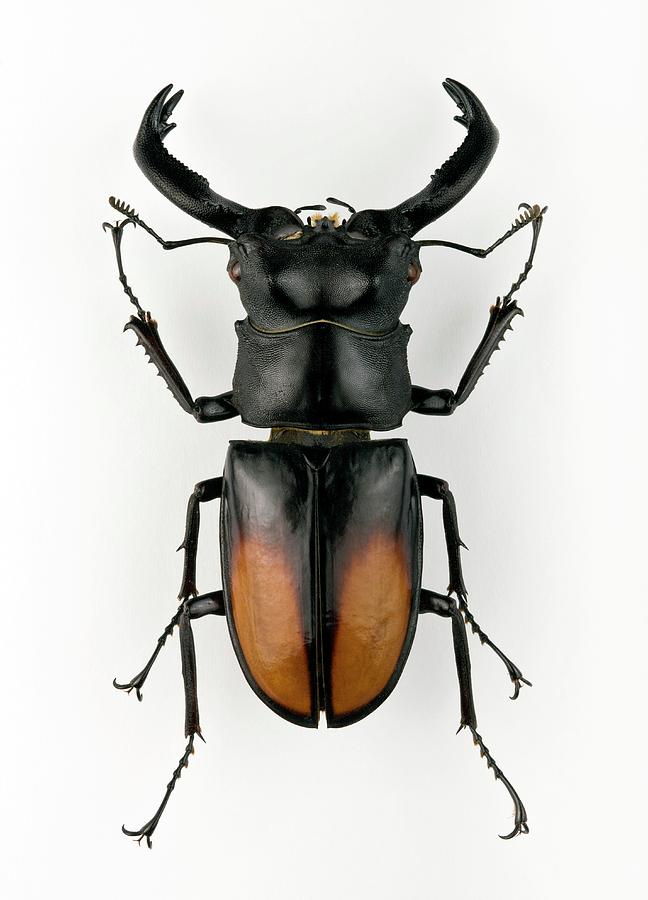 Male Hexarthrius Stag Beetle Photograph by Pascal Goetgheluck/science ...