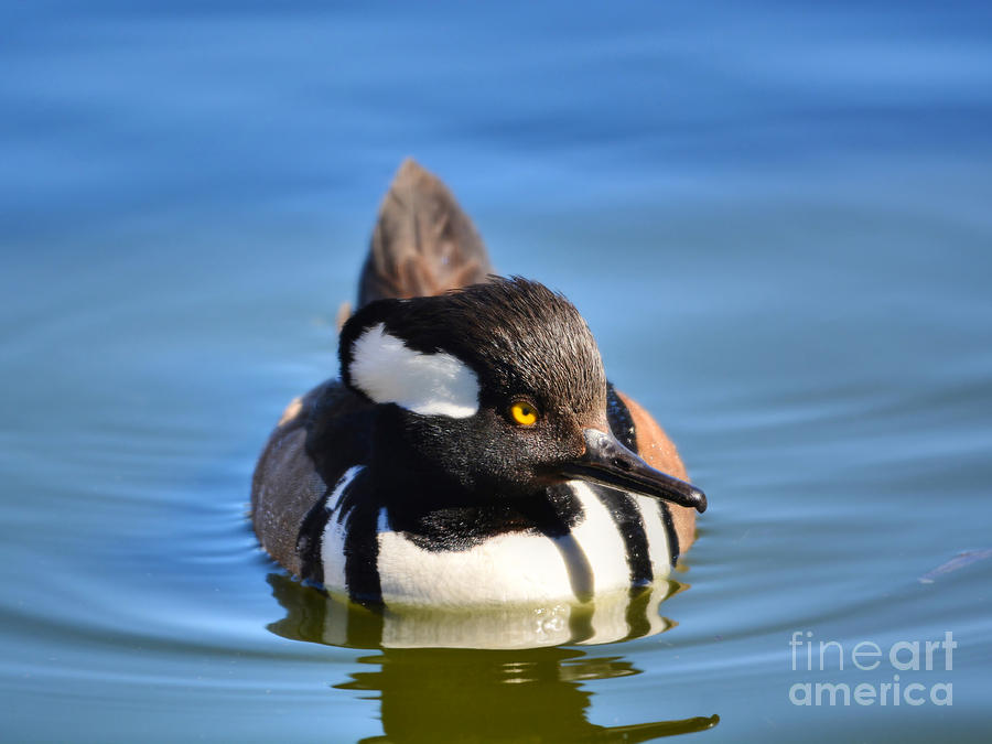 Male Hooded Merganser 2 Photograph by Kathy Baccari