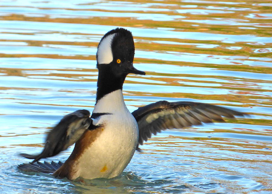 Male Hooded Merganser Photograph by Jean Wright