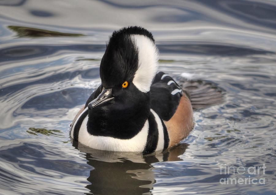 Male Hooded Merganser Photograph by Kathy Baccari