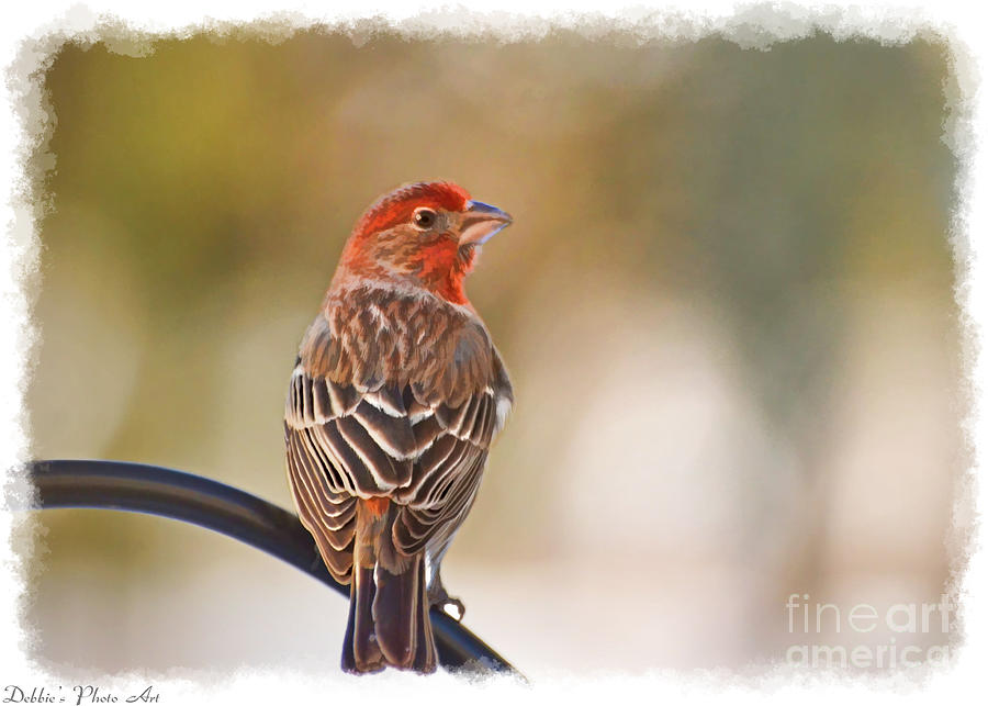 Male House Finch - Digital paint and frame Photograph by Debbie Portwood