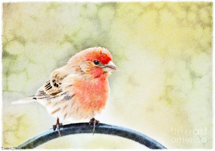 Male House Finch - Digital Paint III Photograph by Debbie Portwood
