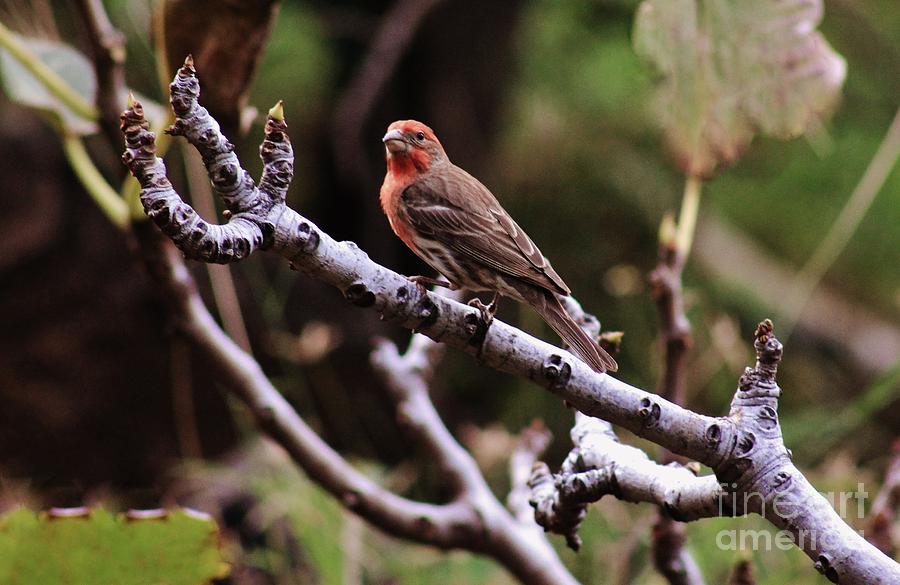 Male House Finch Photograph by Craig Wood