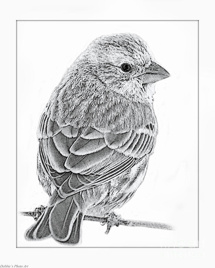 Nature Photograph - Male House Finch Sketch  by Debbie Portwood