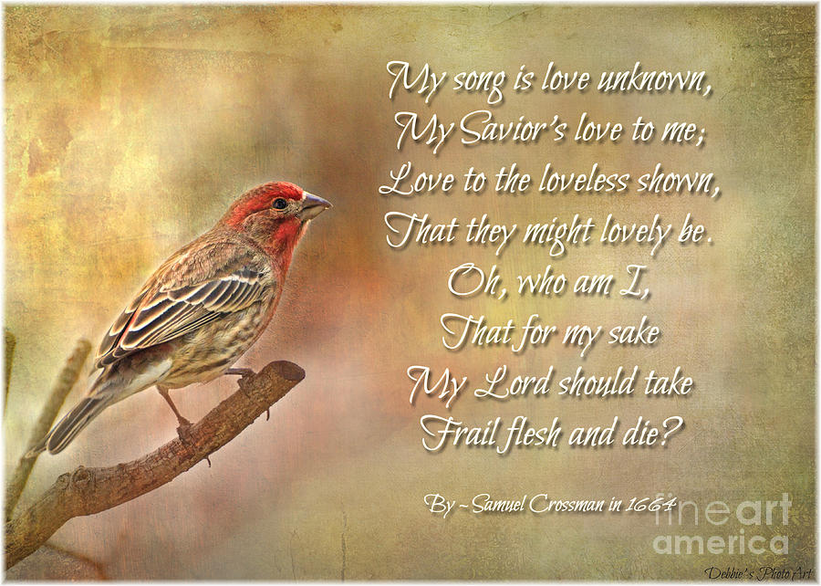 Male House Finch with Hymn I Photograph by Debbie Portwood