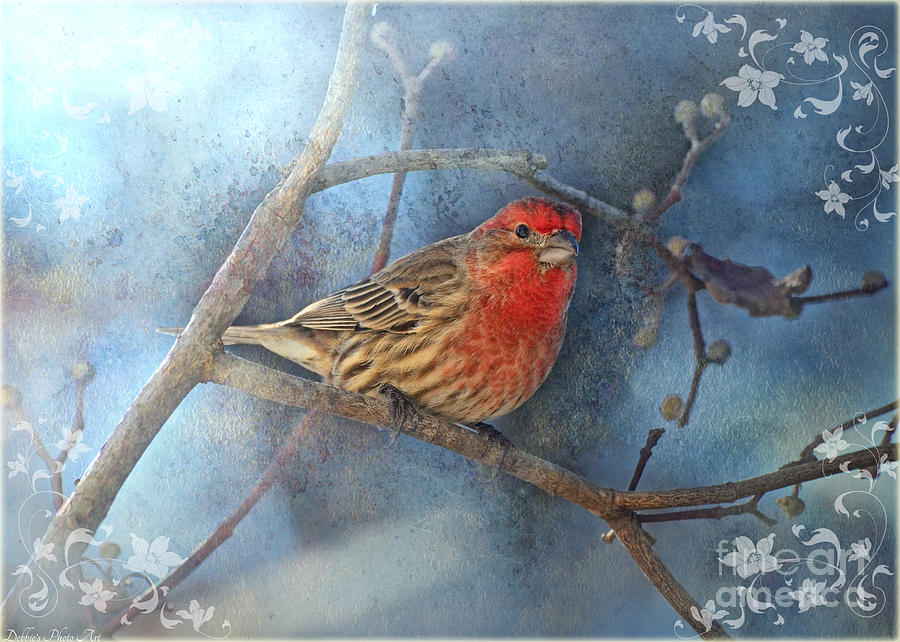 Male House finch with texture and decorations Photograph by Debbie Portwood