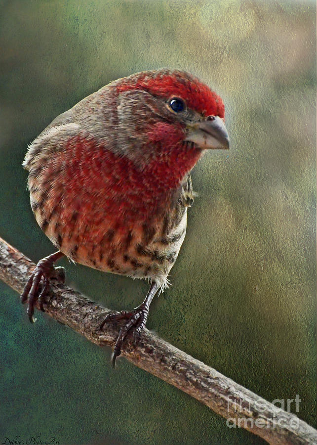 Male house Finch with texture Photograph by Debbie Portwood