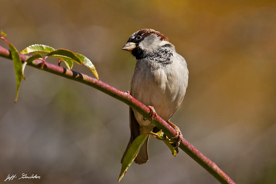 Male House Sparrow Photograph by Jeff Goulden