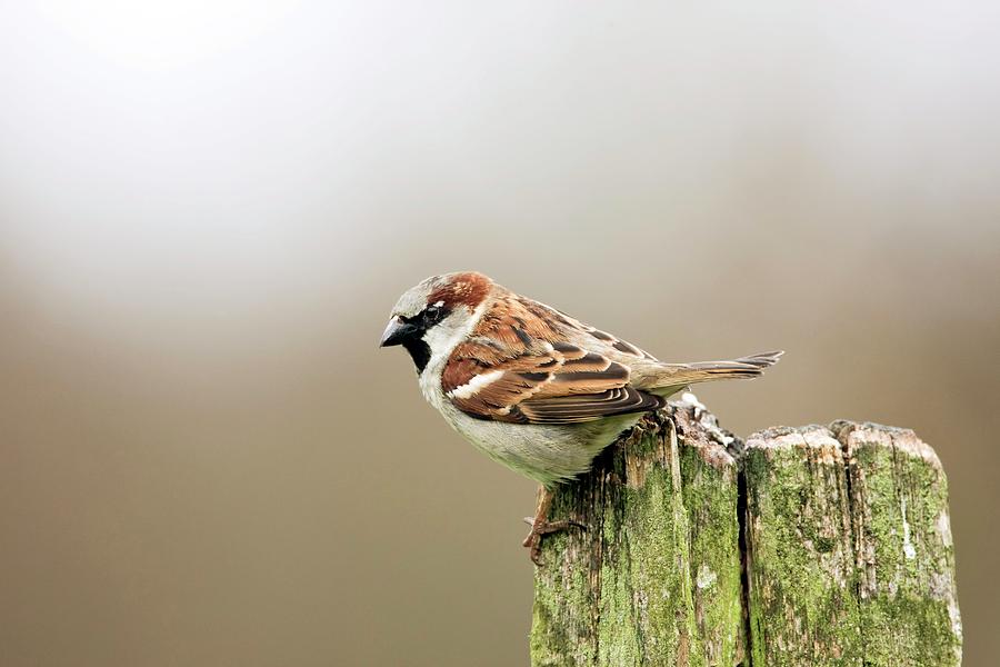 Male House Sparrow Photograph by John Devries/science Photo Library