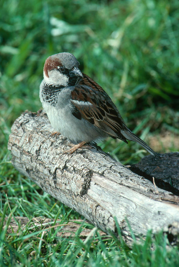 Male House Sparrow Photograph by Millard H. Sharp