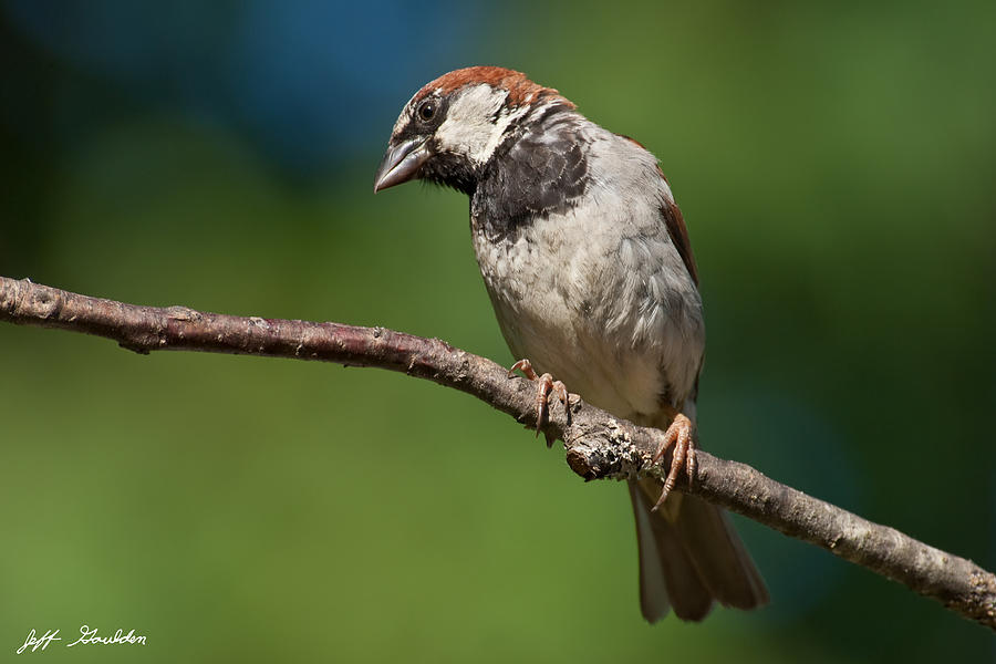 Male House Sparrow Perched in a Tree Photograph by Jeff Goulden