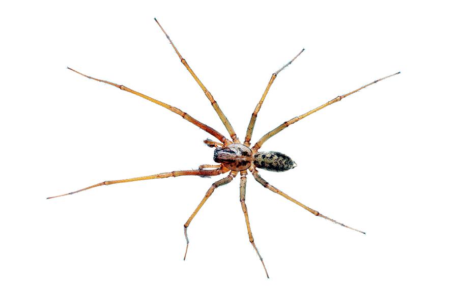 European common house spider (Tegenaria atrica / Philoica atrica) male  against white background Stock Photo - Alamy