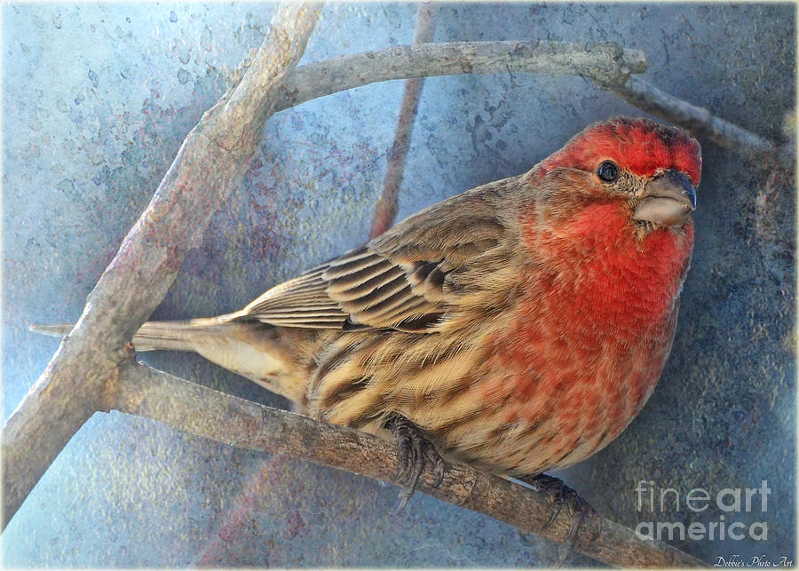 Male Housefinch close view Photograph by Debbie Portwood