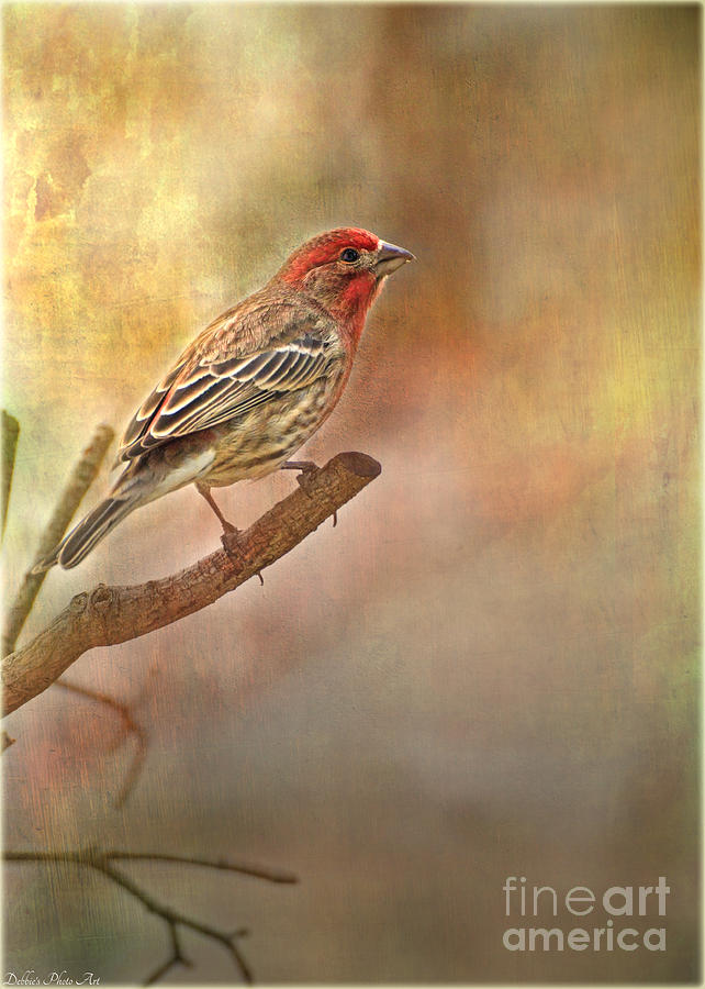 Male Housefinch looking up Photograph by Debbie Portwood