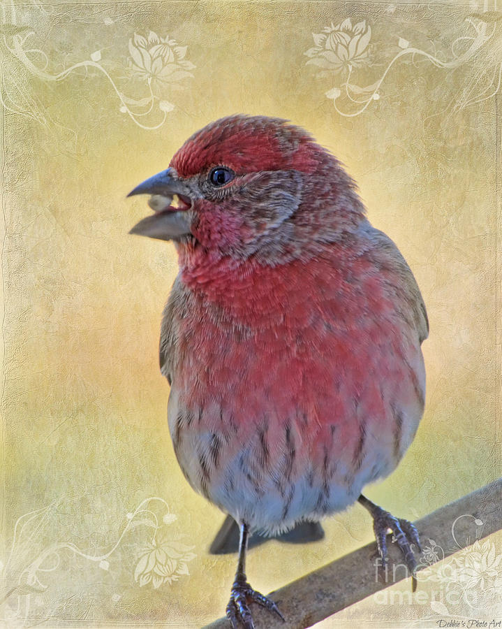 Male housefinch with corner decorations Photograph by Debbie Portwood