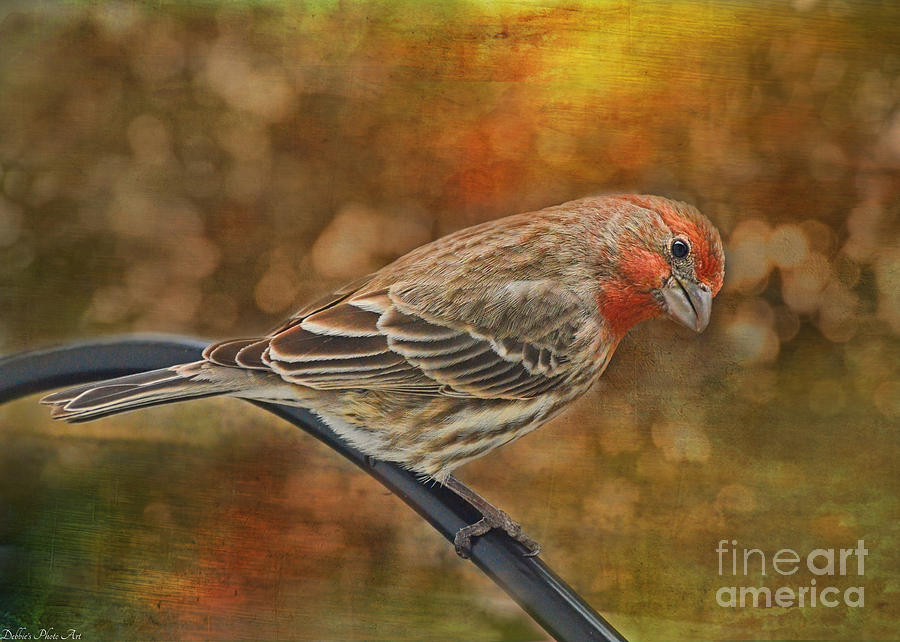 Male housefinch with golden bokeh Photograph by Debbie Portwood