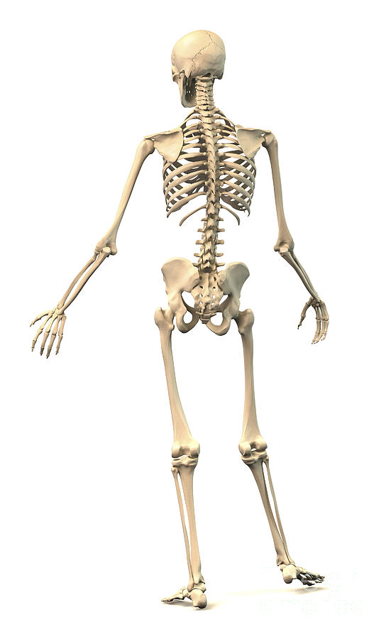 Male Human Skeleton In Dynamic Posture Digital Art by Leonello Calvetti