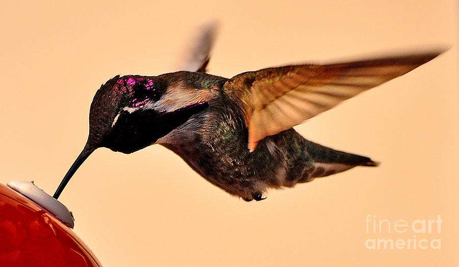 Hummingbird Photograph - Male Hummingbird Annas at Feeder by Jay Milo