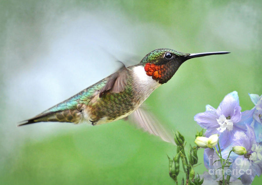 Male Hummingbird Hovering Over Lavender Lapspar Flowers Photograph by Kathy Baccari