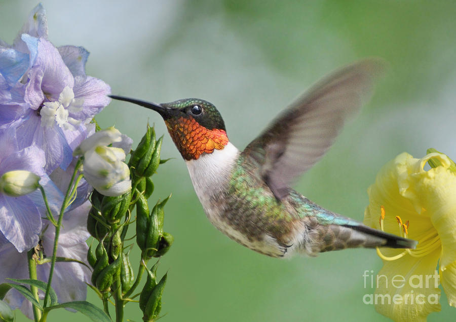 Male Hummingbird Photograph by Kathy Baccari