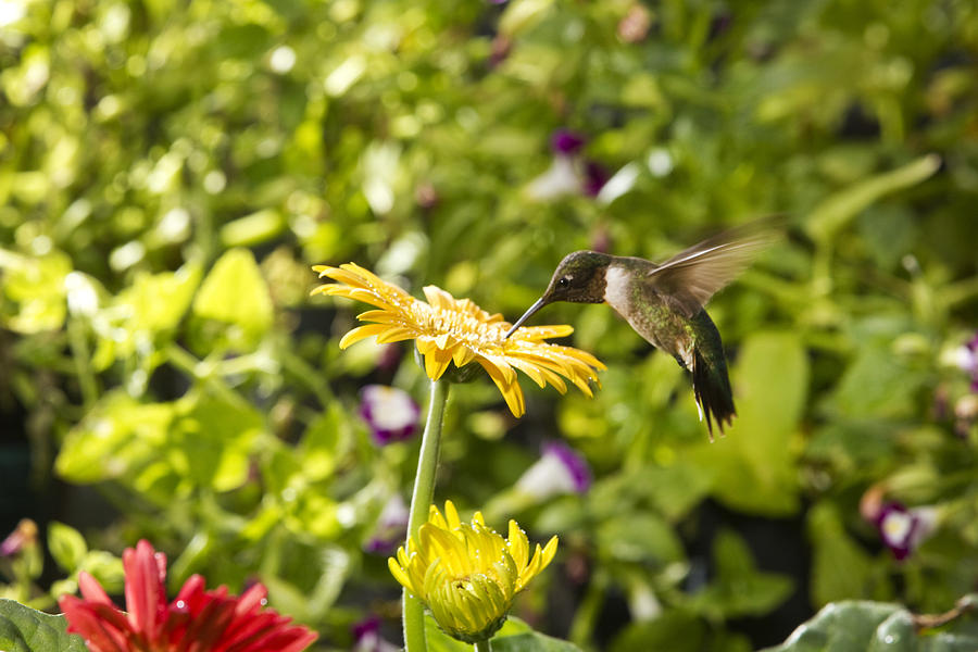 Male Hummingbird on yellow daisy Photograph by Robert Camp