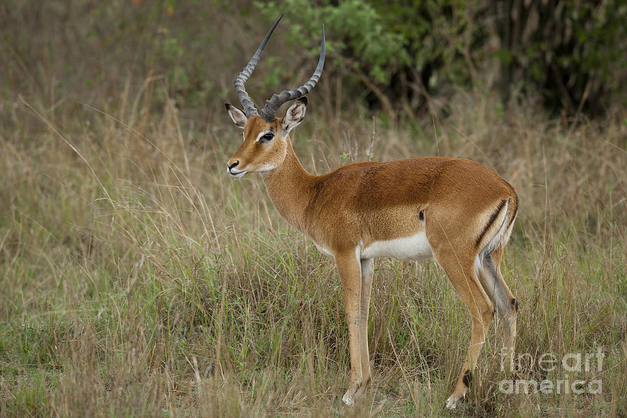 Male Impala, Kenya Photograph by John Shaw