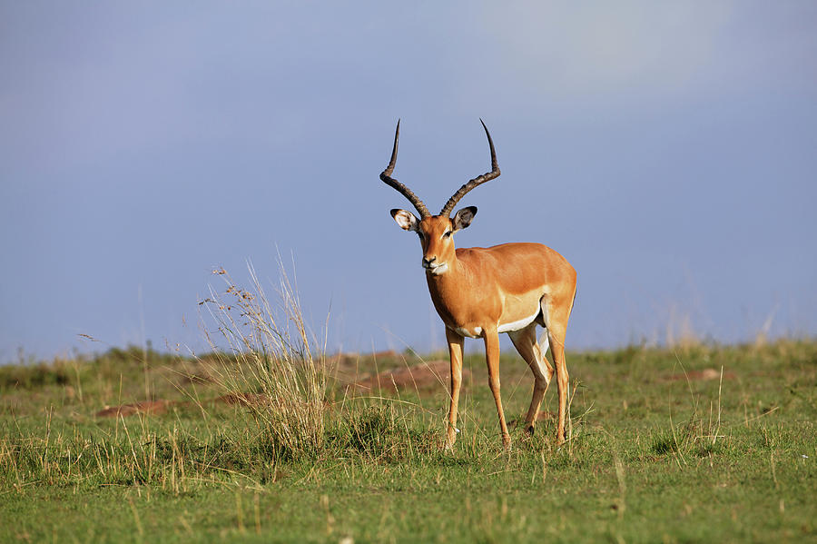 Adam Jones Photograph - Male Impala, Maasai Mara, Kenya by Adam Jones