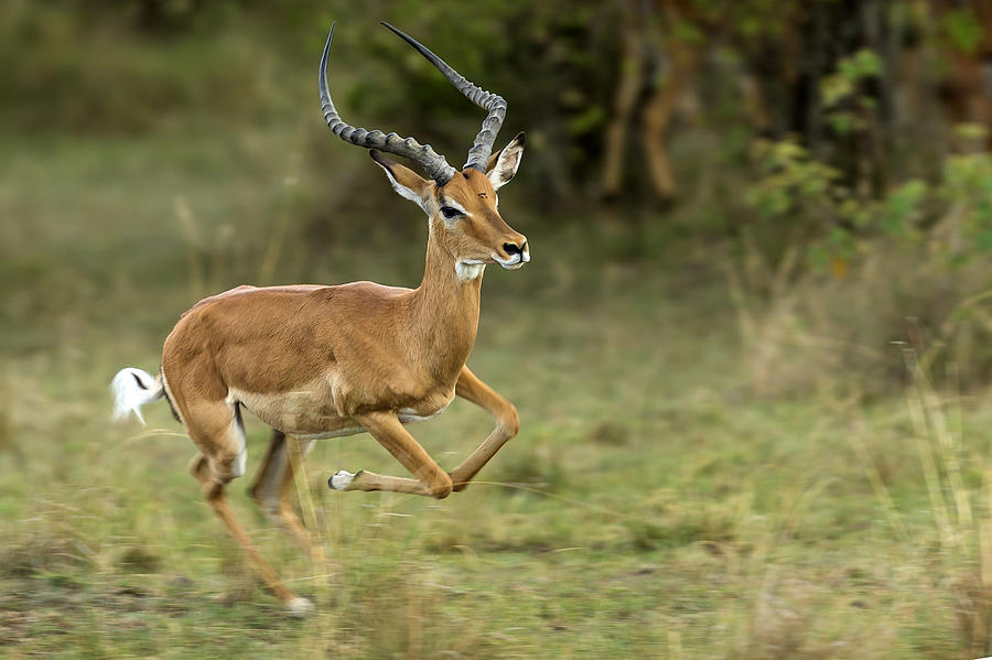Male Impala Running Photograph by Manoj Shah