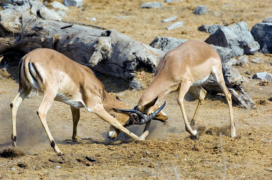 Male Impalas Fighting Photograph by Tony Camacho/science Photo Library