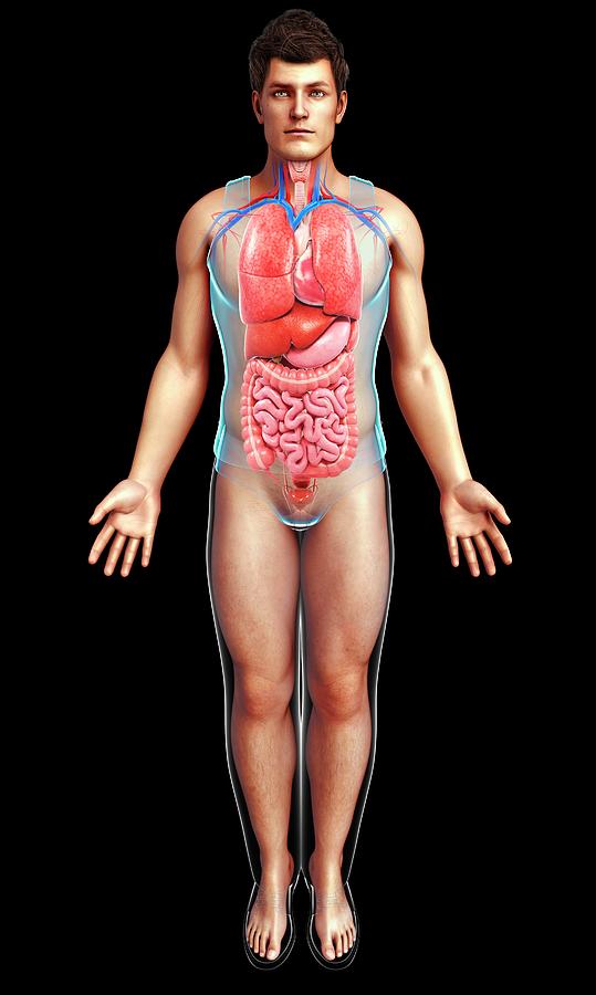 Male Internal Body Organs Photograph by Pixologicstudio ...